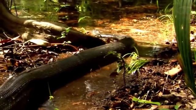 11 Очень Опасных Cуществ Амазонки смотреть онлайн