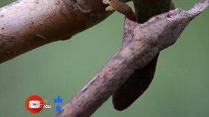 Мадагаскарская листоносая змея или мадагаскарский древесный уж