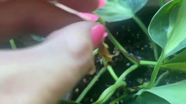 Plant Battle! | Pothos versus Philodendron смотреть онлайн