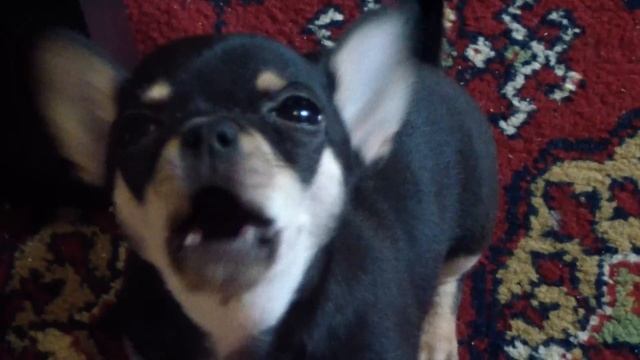 Лай чихуахуа смотреть онлайн