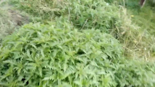 Обзор на крапиву смотреть онлайн