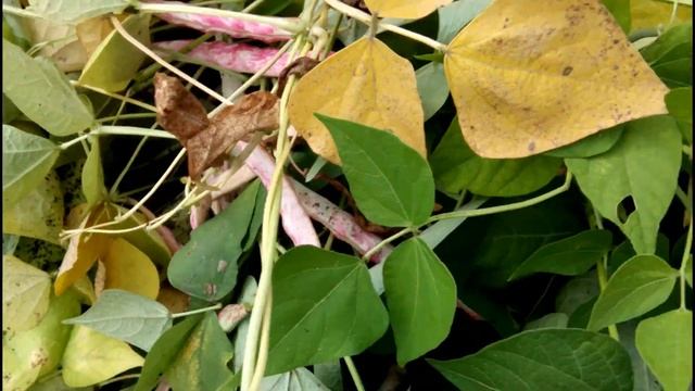 ФАСОЛЬ БОРЛОТТО - ЛУЧШИЙ КУСТОВОЙ СОРТ НА ЗЕРНО смотреть онлайн