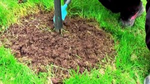 Осенний уход за яблоней