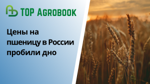 Цены на пшеницу в России пробили дно | TOP Agrobook: обзор аграрных новостей