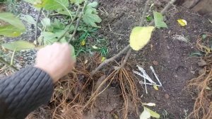 Выращивание инжира из черенка