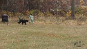 29.10.2022 г. соревнования "Военизированная полоса препятствий"/ русский чёрный терьер