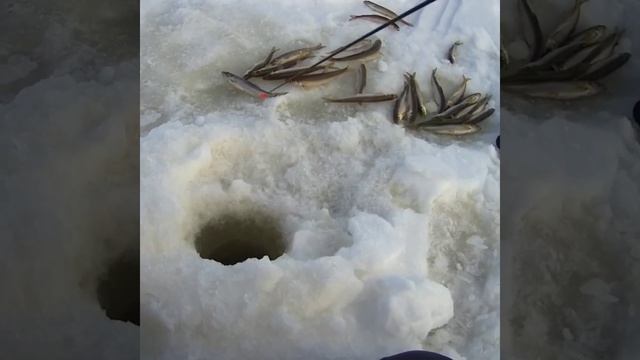 Ловля корюшки на Белом море, Кемь (Карелия) смотреть онлайн