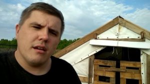 Почему кричат свиньи? / Вьетнамские свиньи
