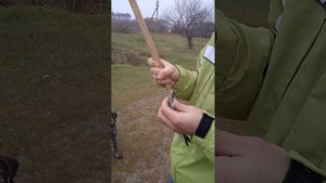 Дресировка дратхара.Как правильно дрисировать дратхара.