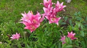 МОЯ КОЛЛЕКЦИЯ ЛИЛИЙ. ВЫРАСТИЛА ЛИЛИЮ ВЫСОТОЙ БОЛЕЕ ПОЛУТОРА МЕТРА.