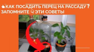 ? КАК ПОСАДИТЬ ПЕРЕЦ НА РАССАДУ ❓ Сажаем перец правильно в домашних условиях