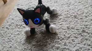 Zuumer cat Zummer cat