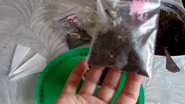 Глоксиния посадка клубня после зимнего покоя смотреть онлайн