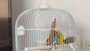 Волнистый попугай поёт песенку его возлюбленной.