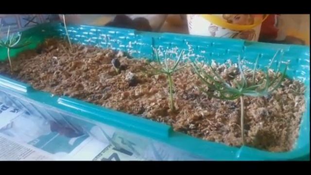Как быстро вырастить кедры из семян. Рецепт. Результат.