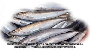 «Селедка к чему снится во сне? Если видишь во сне Селедка, что значит?»