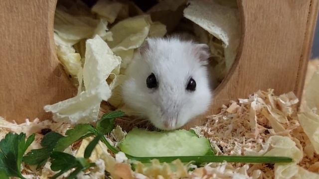 Белый джунгарик! Хомячок мило кушает огурец