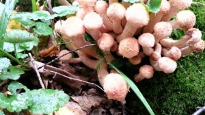 Первые пеньковые опята