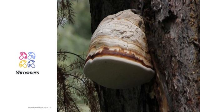 Tinder fungus (Fomes fomentarius) | Classification | Scientific Short Profile | Shroomers смотреть онлайн