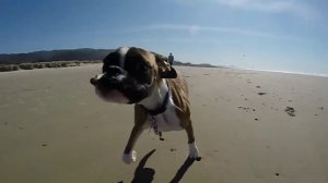 Two Legged Boxer Duncan Lou Who -  First Trip to the Beach