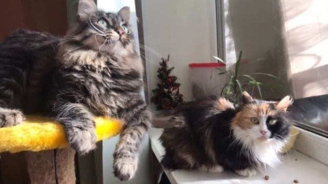 Хозяйка кошки умерла, а родственники выставили кошку в подъезд...