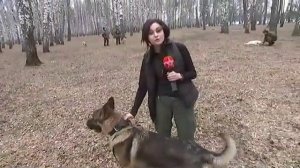 Военные кинологи раскрыли секрет подготовки собак