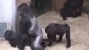 Две гориллы трахаются а третья на подхвате