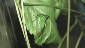 ИНСЕКТАРИЙ: 338. Бодушка Бизонья (Stictocephala bisonia)