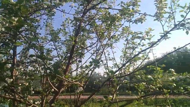 Яблони цветут- какое чудо! смотреть онлайн