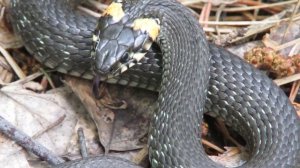 Обыкновенный Уж - маленькая неядовитая змея, The grass snake