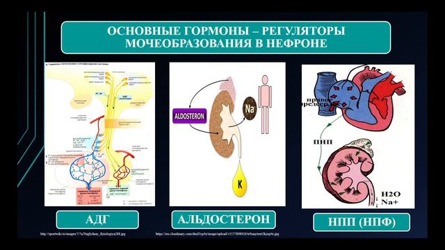 11:30-13:00  Регуляция мочеобразования и выделения мочи  Роль почек в поддержании гомеостаза