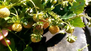 АНАНАСНАЯ КЛУБНИКА/СЕКРЕТЫ УХОДА