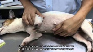 Воспаление матки у собаки