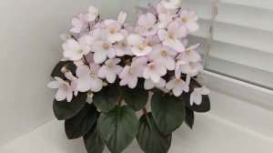 Фиалка Н-Дюймовочка