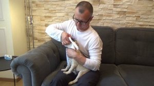 Как правильно клеить уши МОПСУ. Заклеиваем ушки щенку. Уход за собакой породы МОПС. Дрессировка.