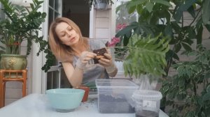 ПАПОРОТНИК ПОЛИПОДИУМ. ОБО ВСЕМ ПОНЕМНОГУ.