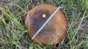 Suillus collinitus (Маслёнок рыжий), October 24, 2021