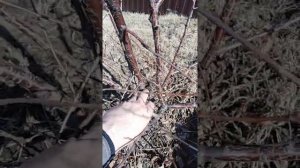 вишня кустовая. формировко.