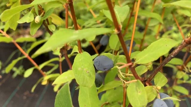 Жимолость Клубничная сенсация продолжает радовать. 10.07.22 смотреть онлайн