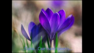 ...Светлой памяти папы посвящается...