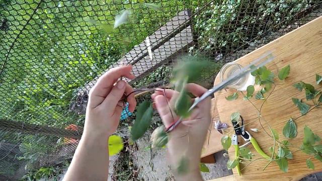 Розмноження клематіса. Размножение клематиса. Ч. 1. смотреть онлайн