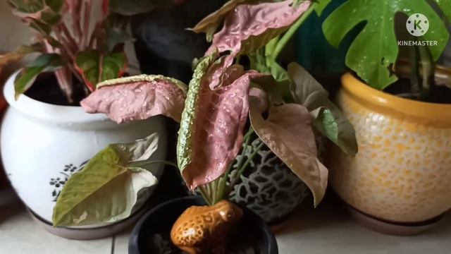 Syngonium leaves curling problem Reasons with solution@gardeningwithgeetkumar