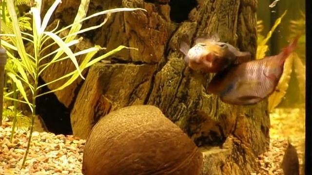 Бой рыб. Цихлиды. Седжик ныне мертв :( смотреть онлайн