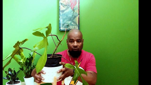 Philodendron Florida Beauty