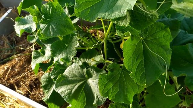 Выращивание огурца в теплице без формировки и удаления пасынков. смотреть онлайн