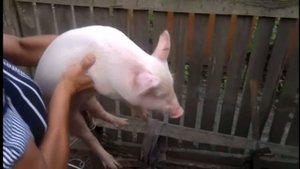 Кричащая свинья