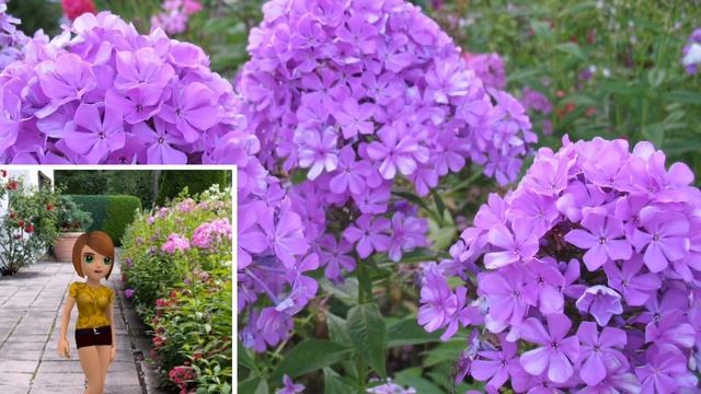 Выращивание ФЛОКС./Удачный Совет. смотреть онлайн