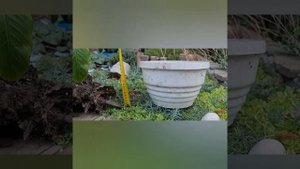 БАНАНОВЫЕ ПАЛЬМЫ: ПРАВИЛА СОДЕРЖАНИЯ И ПЕРЕСАДКА.