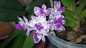 Ринхостилис. Цветение.