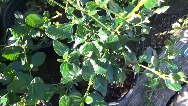 Ceanothus 'Yankee Point' - 13 Weeks Of CA Natives смотреть онлайн